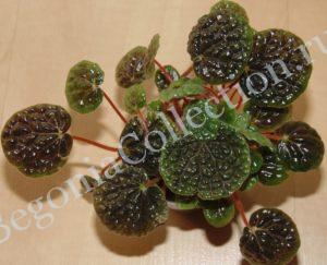 begonia-bullatifolia-3