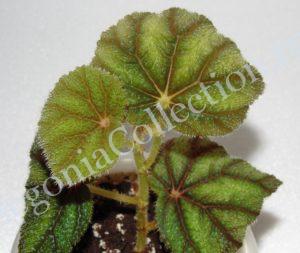 begonia-conipila