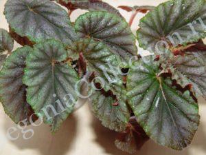 begonia-bartonea