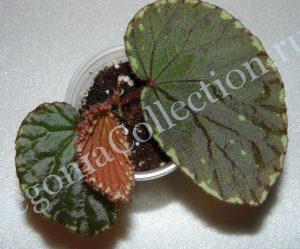 begonia-beccarii-1