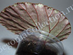 begonia-beccarii-3
