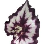 begonia-china-curl-5