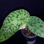 begonia-chlorosticta-green-6