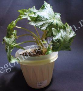 Begonia Silver Star