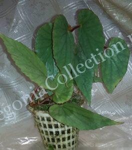 begonia-catariensis-1