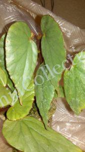 begonia-catariensis-3