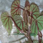 begonia-catariensis-4