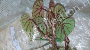 begonia-catariensis-4