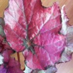 begonia-deco-pink