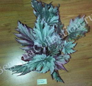 begonia-diadema-kupferkonigen-2