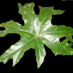 begonia-crassicaulis-3