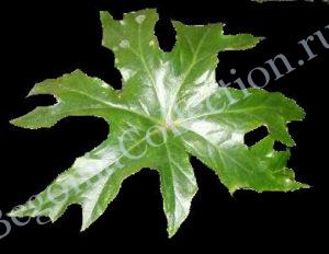 begonia-crassicaulis-3