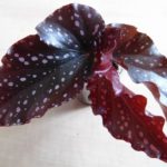 begonia-cracklin-rosie