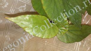 begonia-catariensis-2