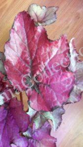 begonia-deco-pink