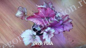 begonia-deco-pink-2