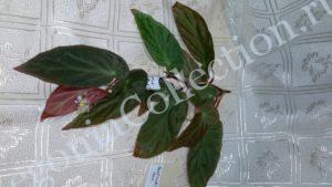 begonia-dietrichiana-2