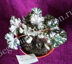 begonia-dregii-dark-1