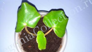 begonia-epipsila