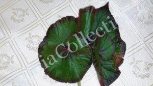 begonia-fireflush-curly-1