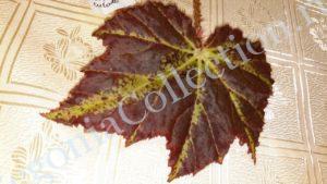 begonia-focsomaculata-1