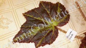 begonia-focsomaculata-3