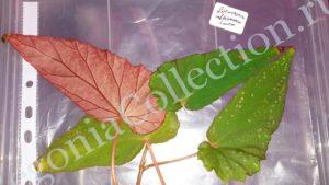 begonia-formasanoalbomaculata