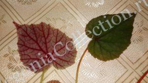 begonia-grandis-3