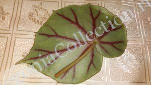 begonia-grandulosa-6