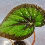 begonia-green-goddes-1