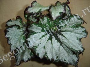 begonia-green-gold-2