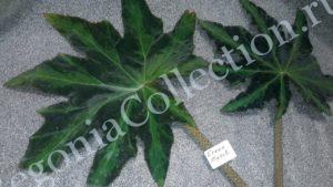 begonia-green-metall-2
