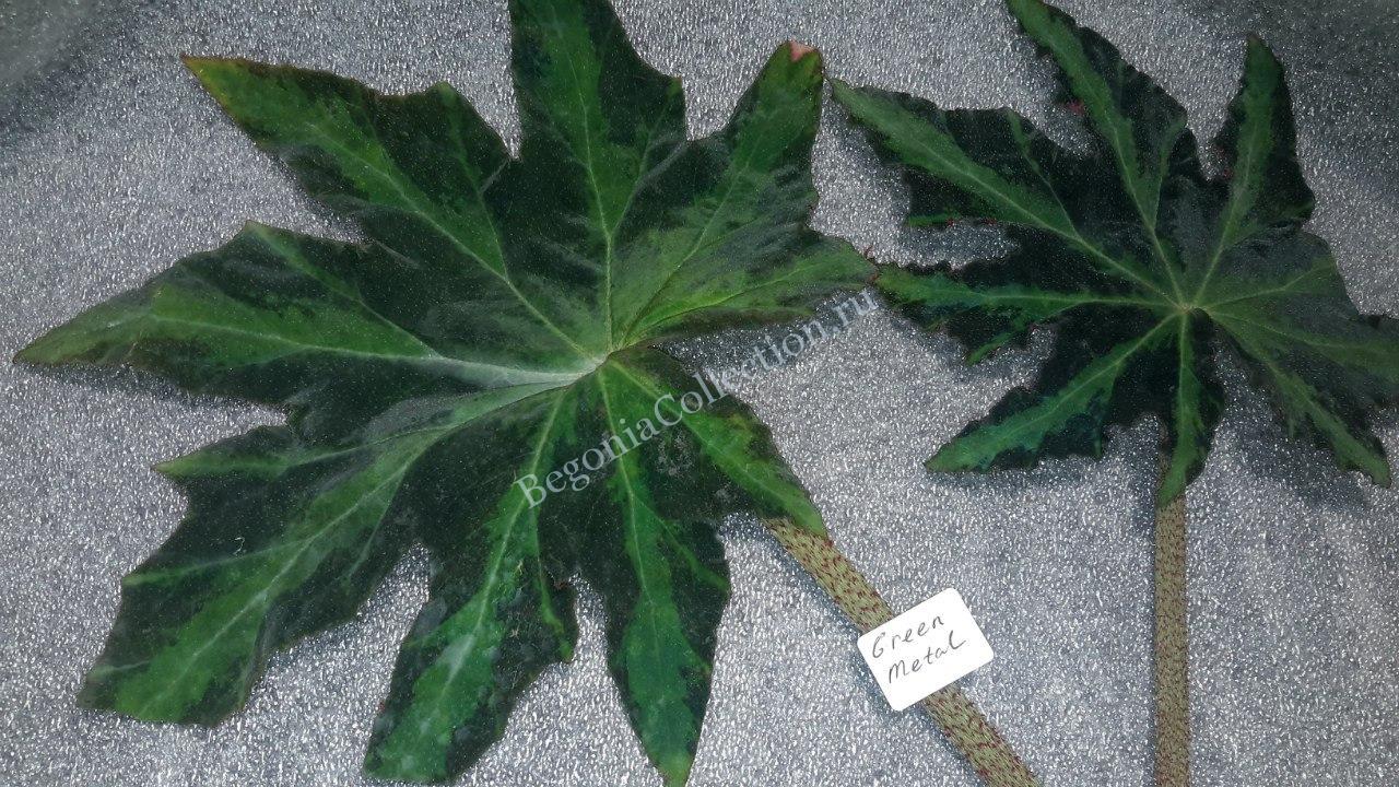 Begonia Green Metall | BEGONIA Collection (Коллекция БЕГОНИЙ)