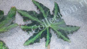begonia-green-metall-3