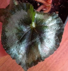 begonia-griffithii-2