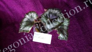 begonia-griffithii-4