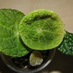 begonia-ficifolia-microsperma-1