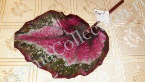 begonia-ester-1