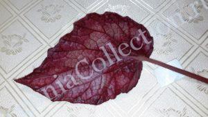 begonia-ester-2