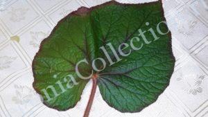 begonia-fireflush-1