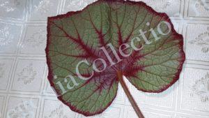 begonia-fireflush-2