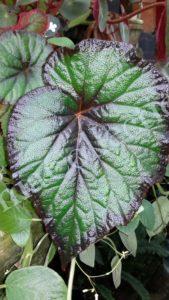 begonia-fireflush-3