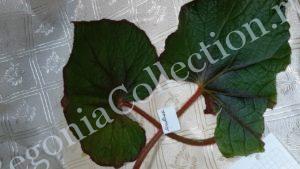 begonia-fireflush-4