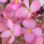 Begonia Gloire de Lorraine rosie