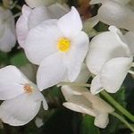 begonia-gloire-de-lorraine-white