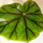 begonia-grandulosa-2