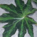 begonia-green-metall-4