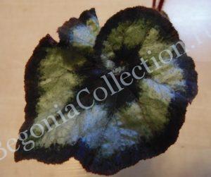 begonia-griffithii-0