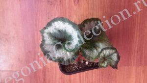 begonia-griffithii-1