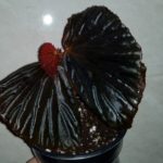begonia Metallic black